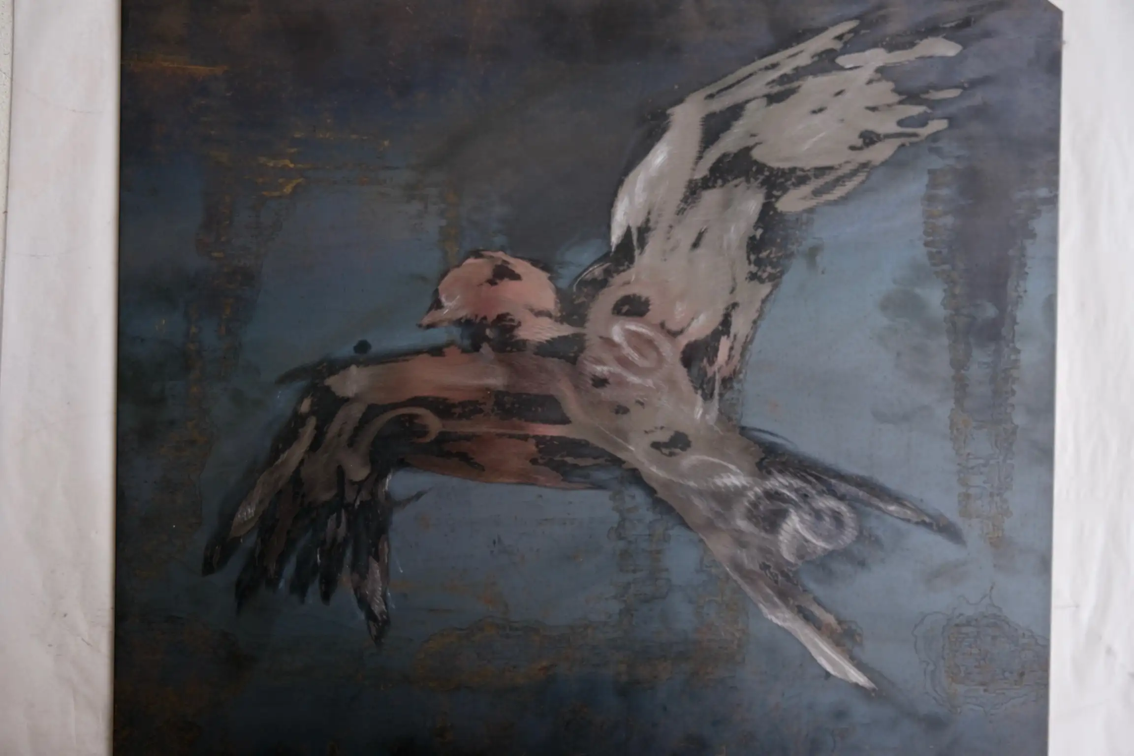 Y Barcud Coch - The Red Kite